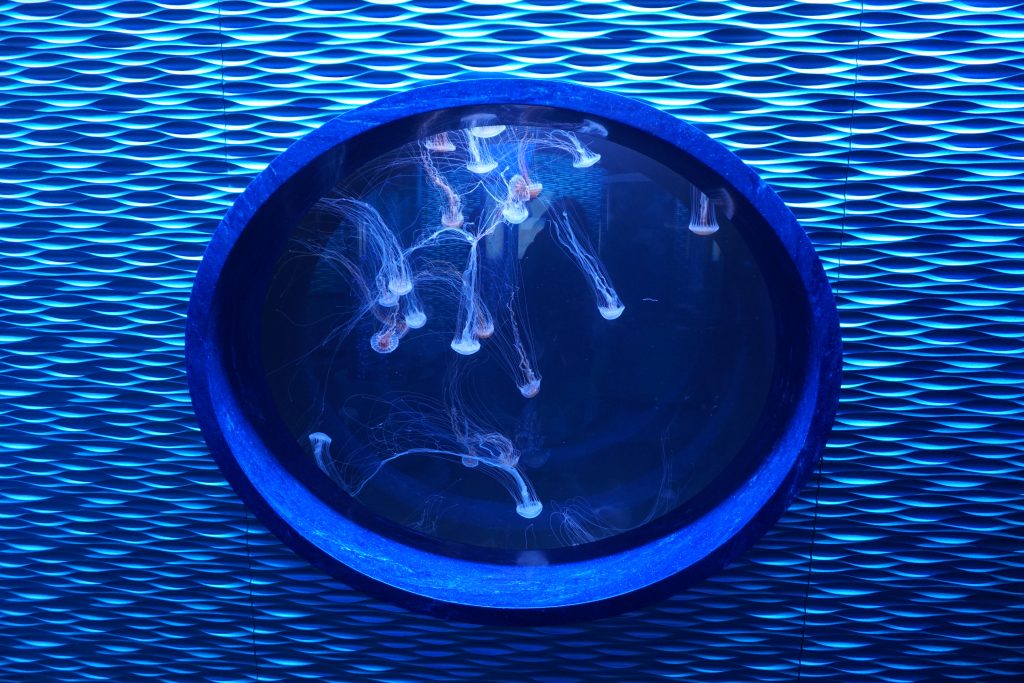 Jelly Fish