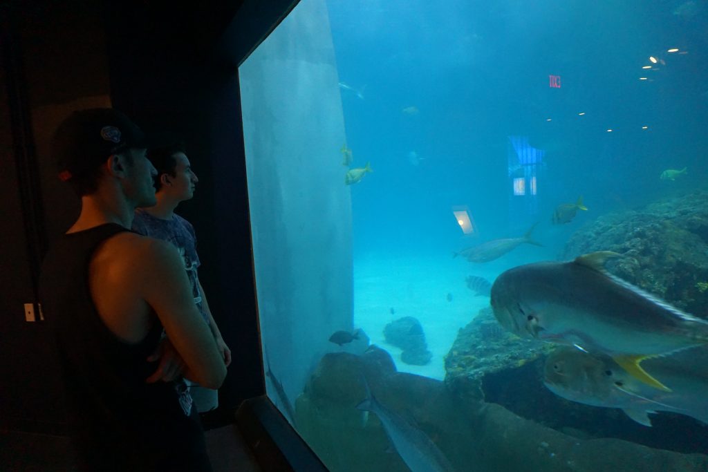 Aquarium View