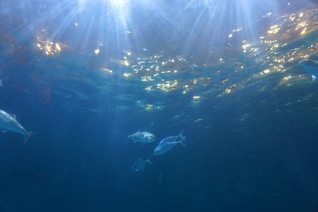 Underwater beauty NC Aquarium