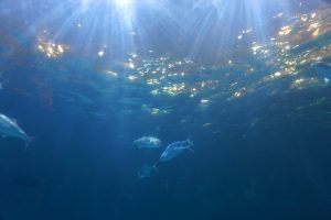 Underwater beauty NC Aquarium